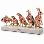Vertebrates Model